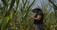 To get that perfect ear of corn, weather has to cooperate. But climate change is making it dicier