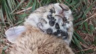 Frankenstein rabbits with tentacles in Ohio? What ODNR says