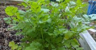 GARDENING WITH THE MASTERS: Cilantro – the Problem Child of Herbs