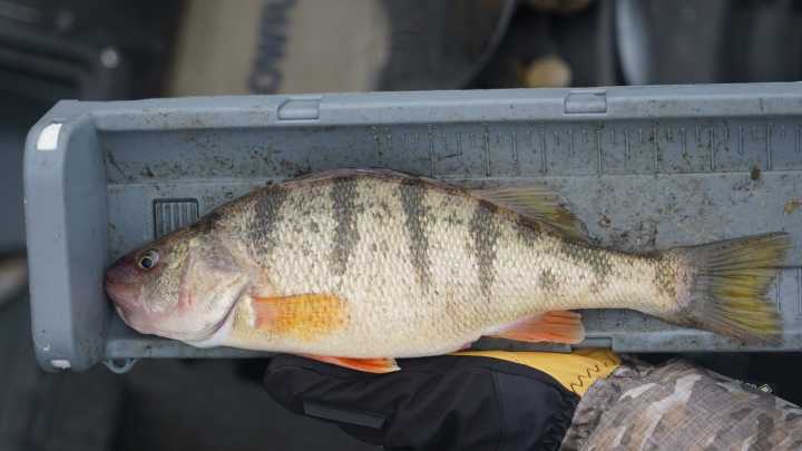 Yellow perch surviving, but at much reduced numbers, in…