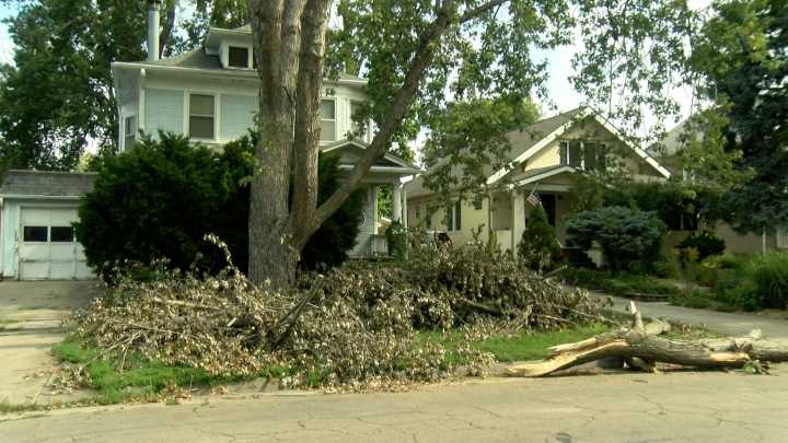 ‘I’m concerned’: Removal of 29 Goodhue Boulevard trees appealed to Lincoln City Council