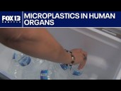 Microplastics found in all major human organ systems
