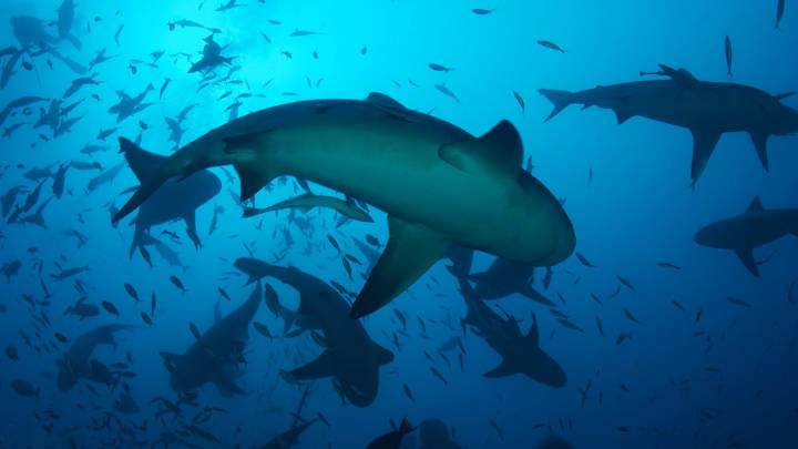 Are sharks in the Gulf an ‘overwhelming problem’? It’s complicated.