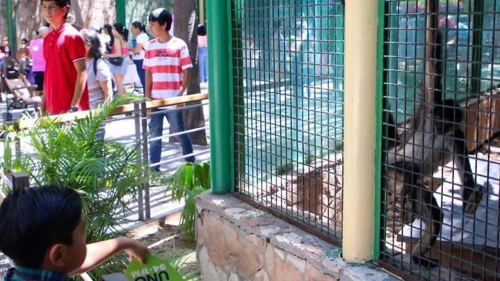Juegos y visitas guiadas al Zoo: así será el curso de verano para niños en el Museo de Historia Regional