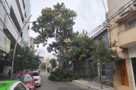 Susto en pleno centro: se desprendieron las ramas de un árbol, lo que obligó a cortar una calle