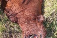 “Eso es muy extraño”. Sorpresa por la aparición de animales que presentan cortes perfectos