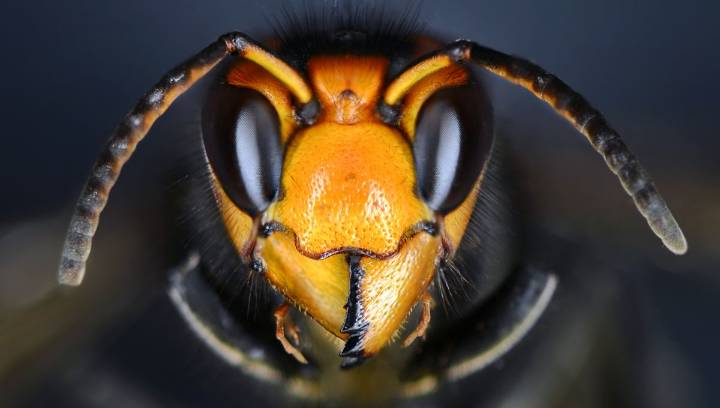 The Deadliest Animal In The US Isn’t What You’d Expect