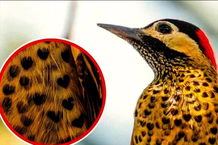 El pájaro carpintero con manchas de corazón: las fotos que conquistan y enamoran a miles