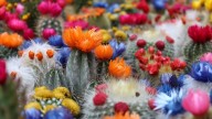 4 tipos de cactus que florecen en primavera y que llenan de color tu casa: cuidados y secretos para que estén 10 puntos