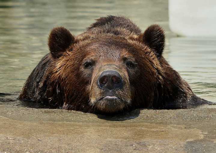 This NHL mascot has a harrowing encounter with a massive brown bear