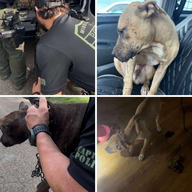 STEPPING UP TO SERVE: Capitol Police, Rescuers Save Dogs Discovered During Warrant Operation in Jackson