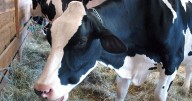 Missing, stolen cattle reports in Shelby County