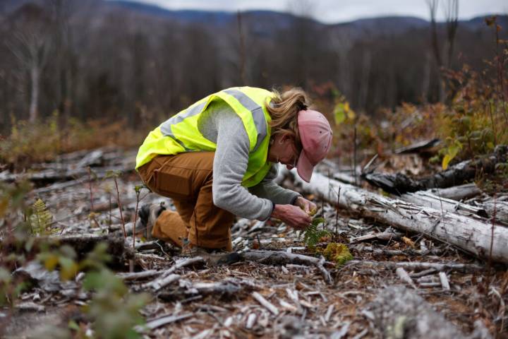 A Vermont Forest Tries a New Model of Growth, Diversity and Logging