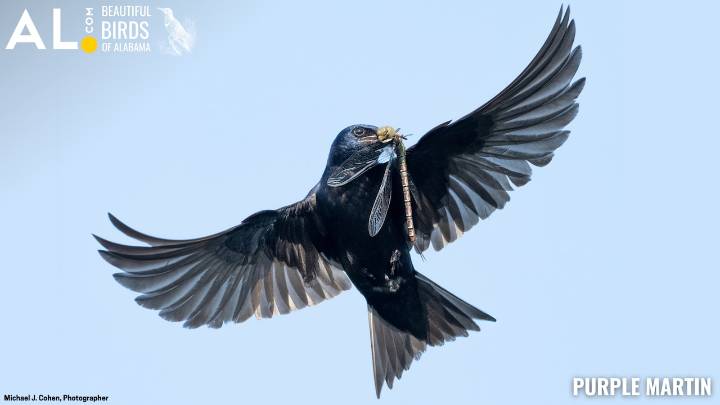 These purple birds rely on humans to be their ‘landlords,’ even if we don’t know it