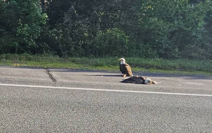 Bald eagle dies after becoming entangled with another eagle during a fight in Bar Harbor