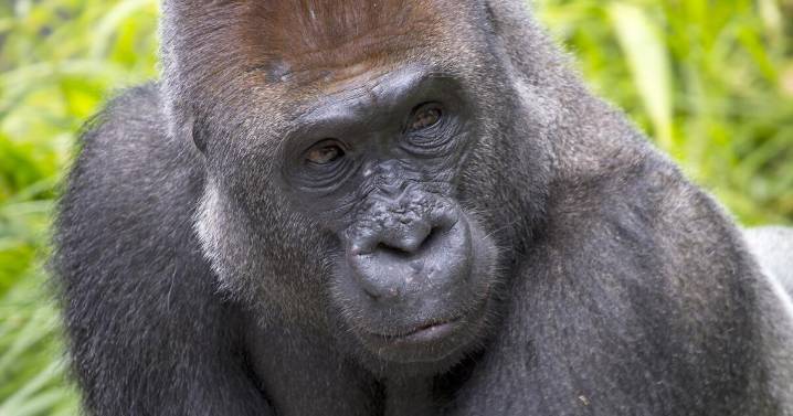 San Diego Zoo mourns deaths of three beloved animals in less than a week