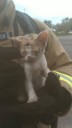 Chattanooga Firefighters Rescue Kitten from Fire at Homeless Camp
