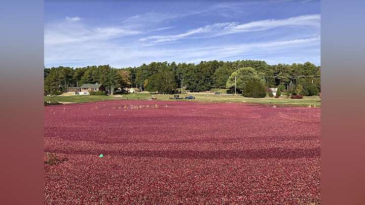 Massachusetts cranberry bogs are being given a second life as vibrant wetlands