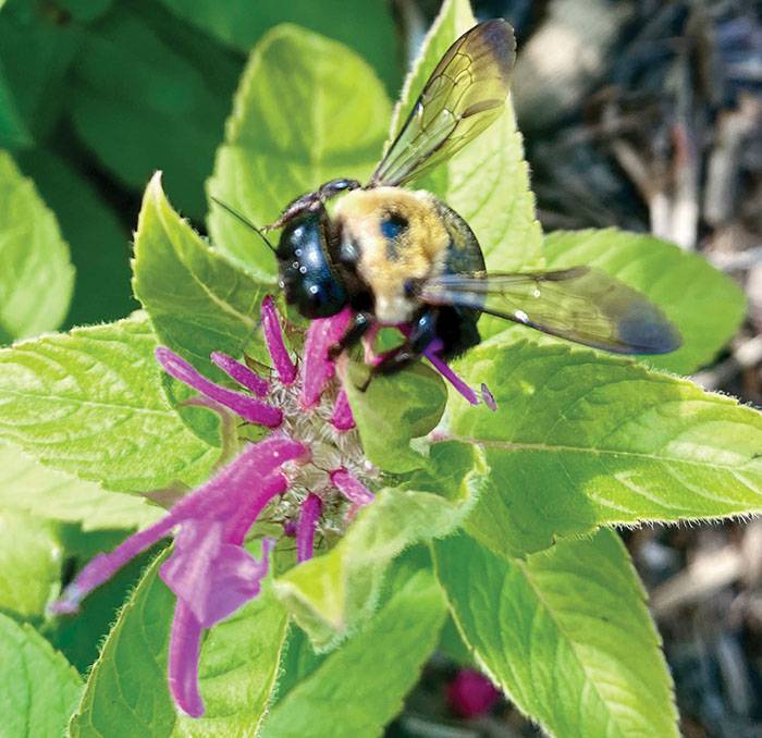 Amy-Lynn Albertson: Save the bees, all the bees