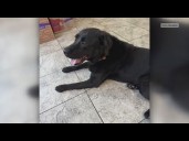 Blind man's service dog returned after theft in Stockton