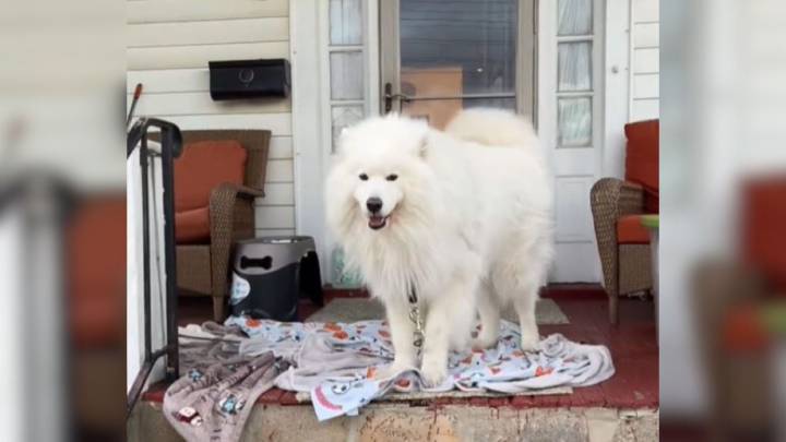 Maryland Man Surprised When Police Show Up To Question Him About His Dog
