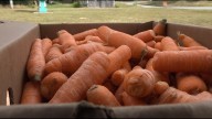 Federal SNAP cuts increase food insecurity concerns in Maine