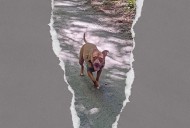 What my reactive dog has taught me about rental culture
