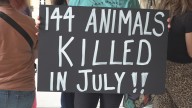 Animal advocates rally at Bell County Courthouse, demanding changes be made to animal shelter funding