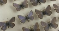 Filling the ecological gap of an extinct butterfly