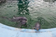 Polémica. Las fotos de los animales del Aquarium