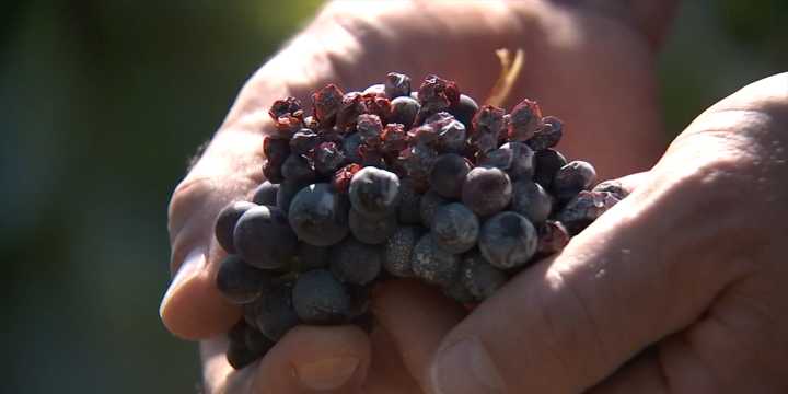 Newberg winery sprays grapes with clay ‘sunscreen’ amid heat wave