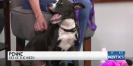 Aggieland Humane Society’s Pet of the Week: Penne
