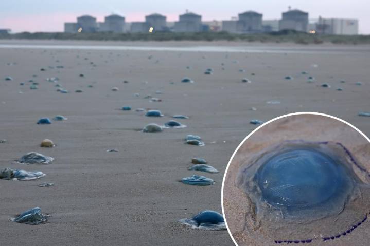 Jellyfish swarm forces shutdown of French nuclear power plant