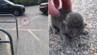 Nebraska Woman Sees A Mysterious Creature In Parking Lot And Ends Up Saving A Life