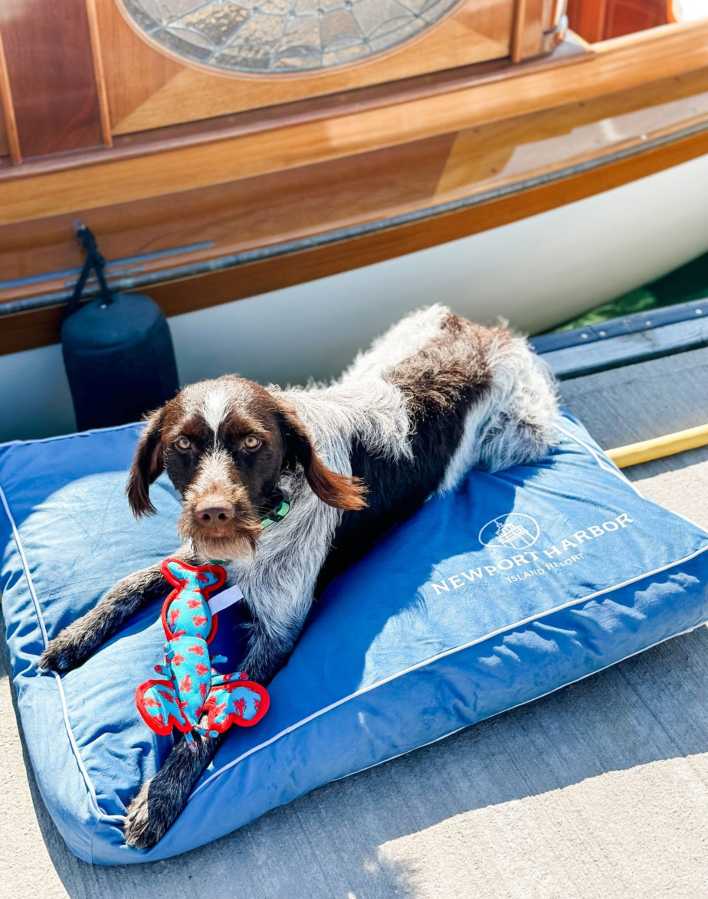 5 ideas for traveling with your pets