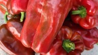 El mejor pimiento del mundo para hacer pisto ¿en peligro de extinción?