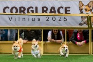Little legs, big dreams: More than 100 teams compete in Lithuania's international Corgi race