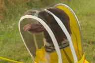 Former K-9 Maple is busy as a bee sniffing out threats to Michigan State University colonies