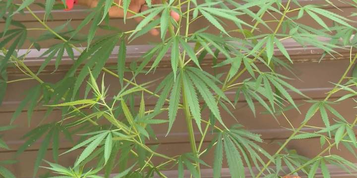 Expert weighs in on South Carolina’s industrial hemp problem
