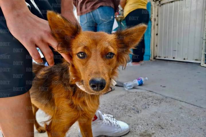 Esterilizaciones gratuitas benefician a más de 200 mascotas en Anapra