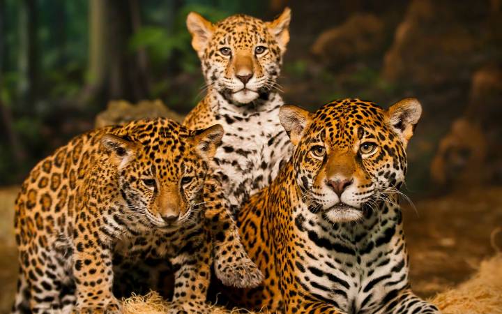 Crece población de jaguares en México 30% desde 2010
