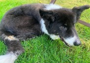 Her kindness, home and fospice care meant the end of Romeo's life was filled with love