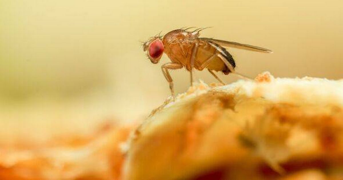 Fruit flies are banished by two-ingredient trap that 'kills them instantly'