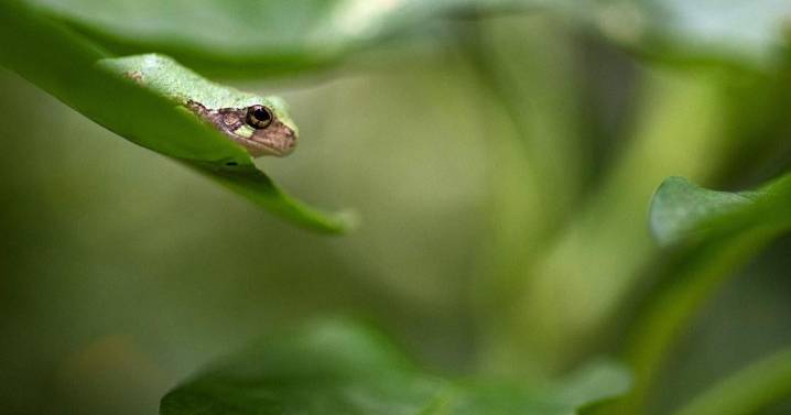 'Native critters': It's easy being green (and gray) in Charleston's West Side gardens