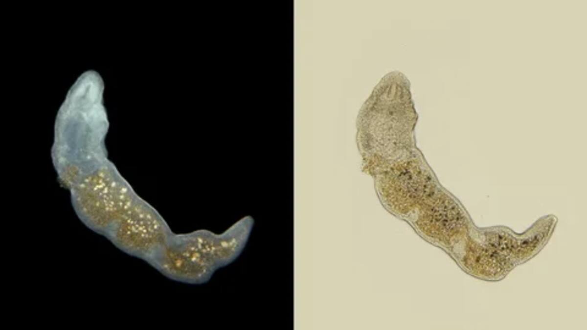 "Abstenerse de consumirlo". Qué son los gusanos Microstomum sp. que fueron encontrados en un lote de tomates triturados