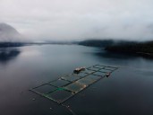 En una sesión irregular, obtuvo dictamen el proyecto para habilitar la salmonicultura en Tierra del Fuego
