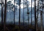 ¿Cuánto tarda en recuperarse un bosque tras un incendio? El largo camino hacia la regeneración natural