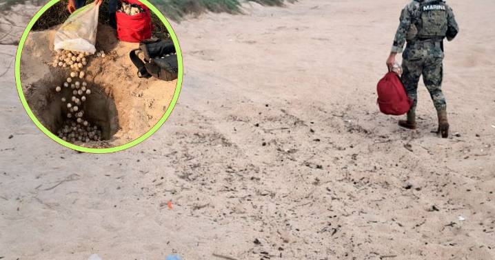 ¿Dónde se roban más los huevos de tortuga? Así fue el operativo de Profepa contra saqueadores