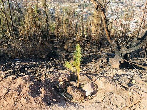 Fracasan reforestaciones en Cerro de La Bufa por mala técnica: especialista
