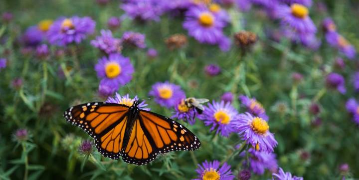 15 Fall Garden Favorites That Keep the Color Coming After Summer